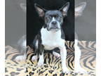 Boston Terrier DOG FOR ADOPTION RGADN-1384088 - Gertie - Boston Terrier (short