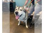 Alaskan Malamute-Huskies Mix DOG FOR ADOPTION RGADN-1384091 - Sebastian - Husky