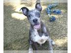 Catahoula Leopard Dog Mix DOG FOR ADOPTION RGADN-1384093 - REX - Catahoula