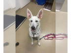 German Shepherd Dog Mix DOG FOR ADOPTION RGADN-1384097 - ARWEN - German Shepherd