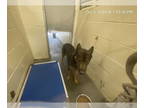 Siberian Husky Mix DOG FOR ADOPTION RGADN-1384117 - OBIE - Siberian Husky /