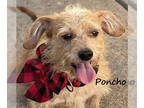 Dachshund Mix DOG FOR ADOPTION RGADN-1384119 - Poncho #scruffy-hound - Podengo