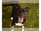 American Boston Bull Terrier DOG FOR ADOPTION RGADN-1384136 - *SADIE - Boston