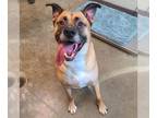 German Shepherd Dog Mix DOG FOR ADOPTION RGADN-1384138 - KING - German Shepherd