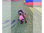 Boxer Mix DOG FOR ADOPTION RGADN-1384150 - REY - Boxer / Mixed (medium coat) Dog