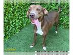 English Foxhound Mix DOG FOR ADOPTION RGADN-1384155 - LULU - English Foxhound /