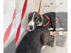 Bernese Mountain Dog DOG FOR ADOPTION RGADN-1384166 - WOLFWOOD - Bernese