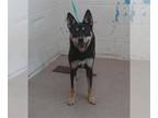 Shiba Inu Mix DOG FOR ADOPTION RGADN-1384168 - TINA - Shiba Inu / Mixed (medium