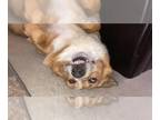 Texas Heeler DOG FOR ADOPTION RGADN-1384170 - SORREL - Australian Shepherd /