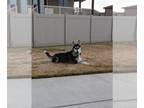 Siberian Husky DOG FOR ADOPTION RGADN-1384171 - LEO - Siberian Husky (medium
