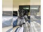 Pointer Mix DOG FOR ADOPTION RGADN-1384173 - DOBBY - English Pointer / Mixed