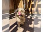 Poodle (Miniature) Mix DOG FOR ADOPTION RGADN-1384176 - WALLY - Poodle