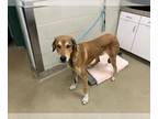 Plott Hound Mix DOG FOR ADOPTION RGADN-1384177 - DUKE - Plott Hound / Mixed