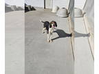 Coonhound DOG FOR ADOPTION RGADN-1384181 - Jodie - Coonhound (short coat) Dog