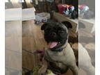 Pug DOG FOR ADOPTION RGADN-1384184 - Mazie - Pug Dog For Adoption