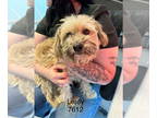 Havanese-Norwich Terrier Mix DOG FOR ADOPTION RGADN-1384203 - ELVIS - Havanese /