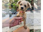 Australian Terrier DOG FOR ADOPTION RGADN-1384204 - LADY - Australian Terrier /