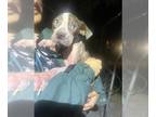 Boxer Mix DOG FOR ADOPTION RGADN-1384217 - BOOF - Boxer / Mixed (medium coat)