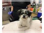 Lhasa Apso Mix DOG FOR ADOPTION RGADN-1384234 - Dog - Lhasa Apso / Mixed (medium