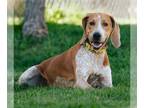 Redbone Coonhound Mix DOG FOR ADOPTION RGADN-1384244 - VESTA - Redbone Coonhound