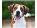 Beagle Mix DOG FOR ADOPTION RGADN-1384245 - RIGATONI - Beagle / Mixed (medium