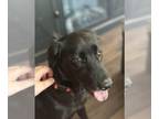 Border Collie Mix DOG FOR ADOPTION RGADN-1384248 - Trixie - Border Collie /