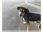 Rottweiler Mix DOG FOR ADOPTION RGADN-1384264 - *NYX - Rottweiler / Mixed