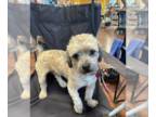Shih-Poo DOG FOR ADOPTION RGADN-1384274 - King in TN - Poodle (Miniature) / Shih