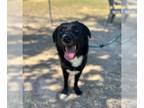 Chow Chow Mix DOG FOR ADOPTION RGADN-1384286 - CIDER - Chow Chow / Mixed (medium