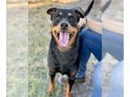 Rottweiler Mix DOG FOR ADOPTION RGADN-1384287 - MARNIE PIPER - Rottweiler /