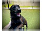 Labrador Retriever DOG FOR ADOPTION RGADN-1384290 - LUCKY - Labrador Retriever