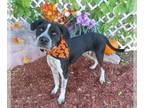 American Staffordshire Terrier Mix DOG FOR ADOPTION RGADN-1384296 - MYERS -