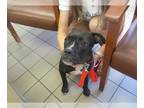 Boxer Mix DOG FOR ADOPTION RGADN-1384317 - JUNIPER - Boxer / Mixed (medium coat)