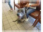 Great Dane-Greyhound Mix DOG FOR ADOPTION RGADN-1384323 - RAINIER - Great Dane /