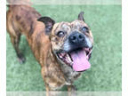 Bullboxer Pit DOG FOR ADOPTION RGADN-1384325 - CHATO - Boxer / Pit Bull Terrier