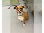 Boxer Mix DOG FOR ADOPTION RGADN-1384326 - OPHELIA - Boxer / Mixed (medium coat)