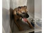 Boxer Mix DOG FOR ADOPTION RGADN-1384329 - RUFUS - Boxer / Mixed (medium coat)