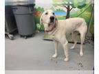 Great Pyrenees DOG FOR ADOPTION RGADN-1384331 - RORY - Great Pyrenees (medium
