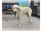 Great Pyrenees DOG FOR ADOPTION RGADN-1384332 - LORELAI - Great Pyrenees (medium