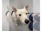 Border Collie Mix DOG FOR ADOPTION RGADN-1384343 - TOBY - Border Collie / Mixed