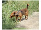 Rat-Cha DOG FOR ADOPTION RGADN-1384345 - Bandit - Beautiful Boy!