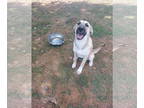 Anatolian Shepherd Mix DOG FOR ADOPTION RGADN-1384346 - TAWNY - Anatolian