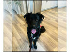 Border Collie-Golden Retriever Mix DOG FOR ADOPTION RGADN-1384347 - KODAK -
