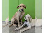 Great Dane Mix DOG FOR ADOPTION RGADN-1384349 - Hank - Great Dane / Mixed Dog