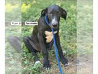 Great Dane Mix DOG FOR ADOPTION RGADN-1384350 - Tux - Great Dane / Mixed Dog For