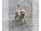 Australian Shepherd Mix DOG FOR ADOPTION RGADN-1384354 - Blondie - Beauty!