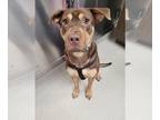 American Pit Bull Terrier Mix DOG FOR ADOPTION RGADN-1384373 - ROO - Pit Bull