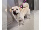 Akita-Labrador Retriever Mix DOG FOR ADOPTION RGADN-1384374 - DALLAS - Labrador