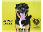 Shepweiller DOG FOR ADOPTION RGADN-1384379 - LUCKY - German Shepherd Dog /
