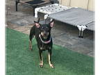 Miniature Pinscher Mix DOG FOR ADOPTION RGADN-1384394 - GORGEOUS - Miniature